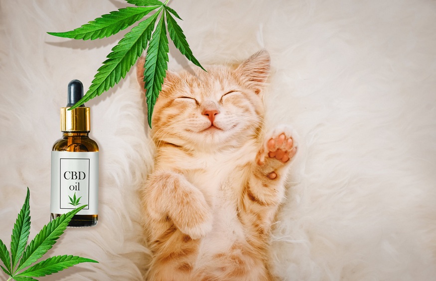 Can CBD be useful for cats?