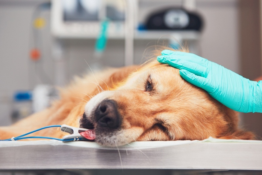 Vet Today: The Smartest Way to Handle Pet Emergencies